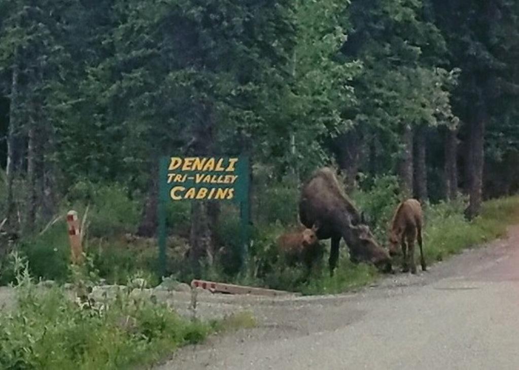 Denali Tri-Valley Cabins Хили Экстерьер фото